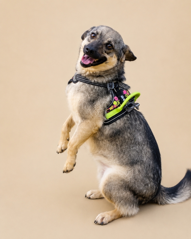 Ждем всех на WOOF FESTе