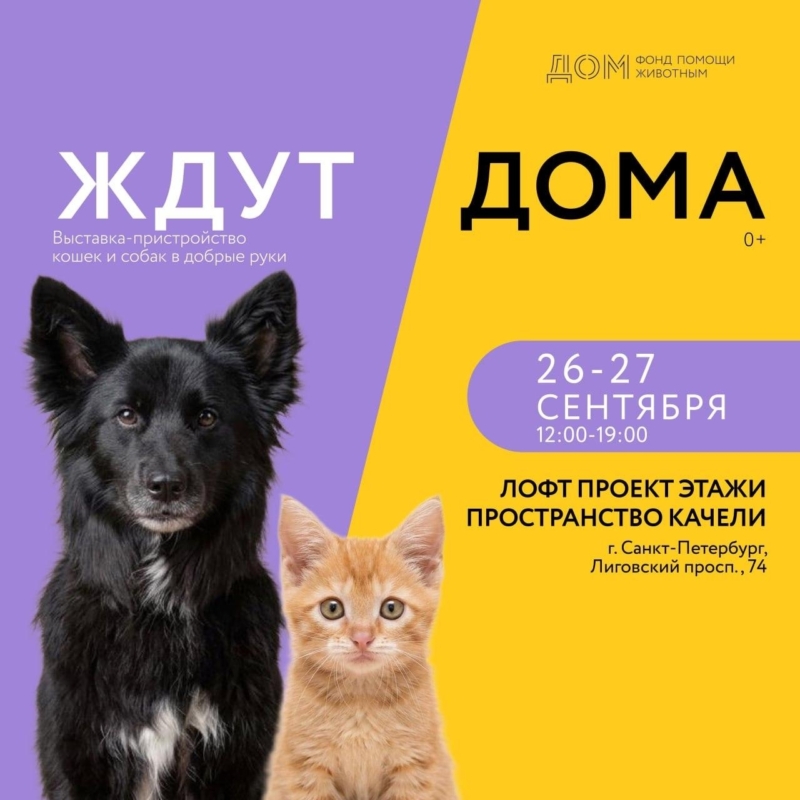 Готовимся к следующей выставке Ждут Дома.